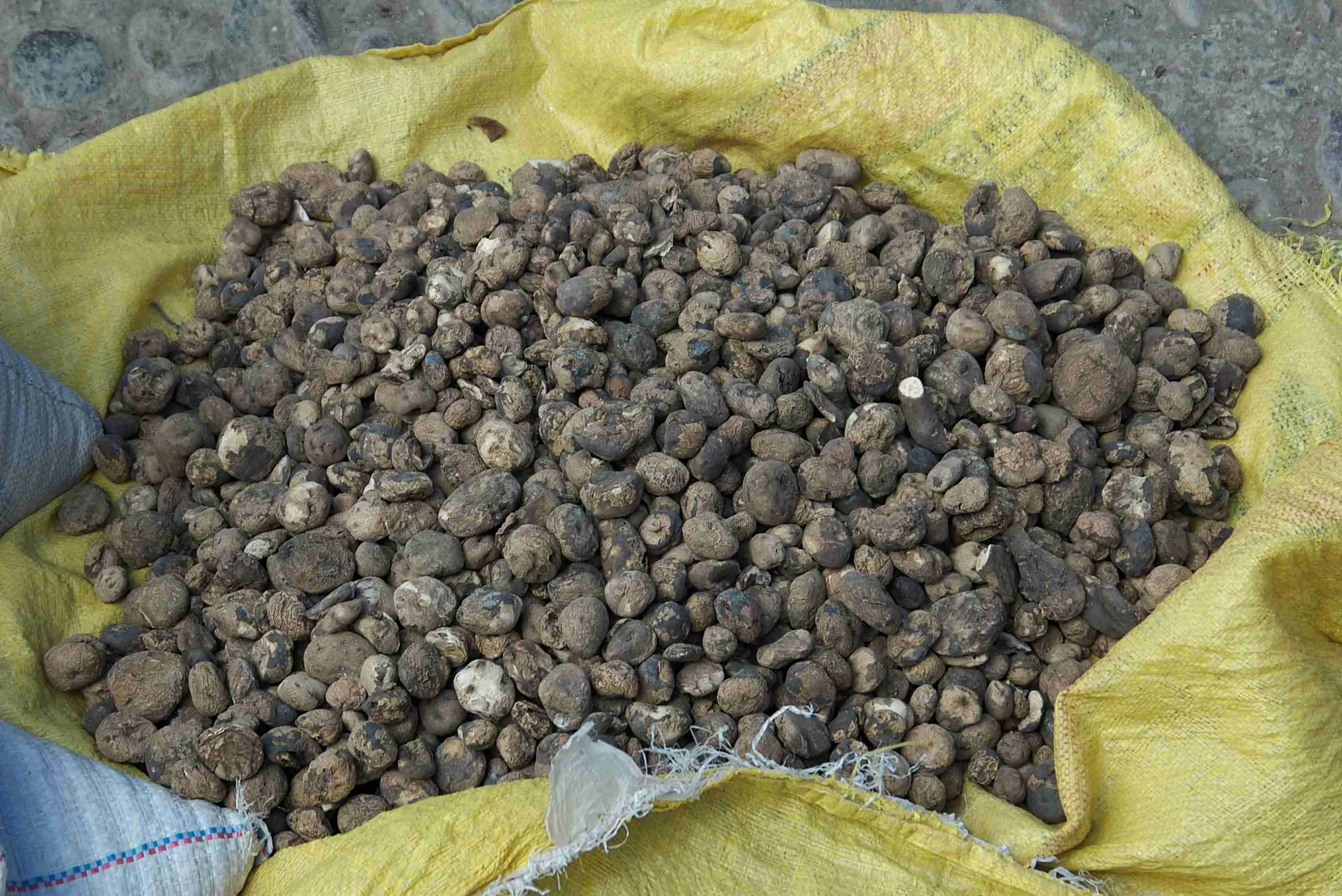 Chuños laid out on a sheet