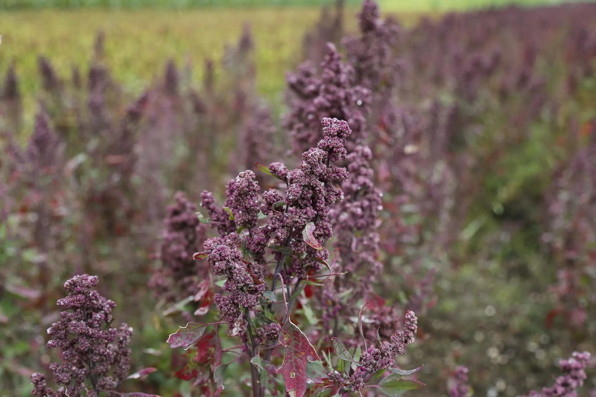 Quinoa crop