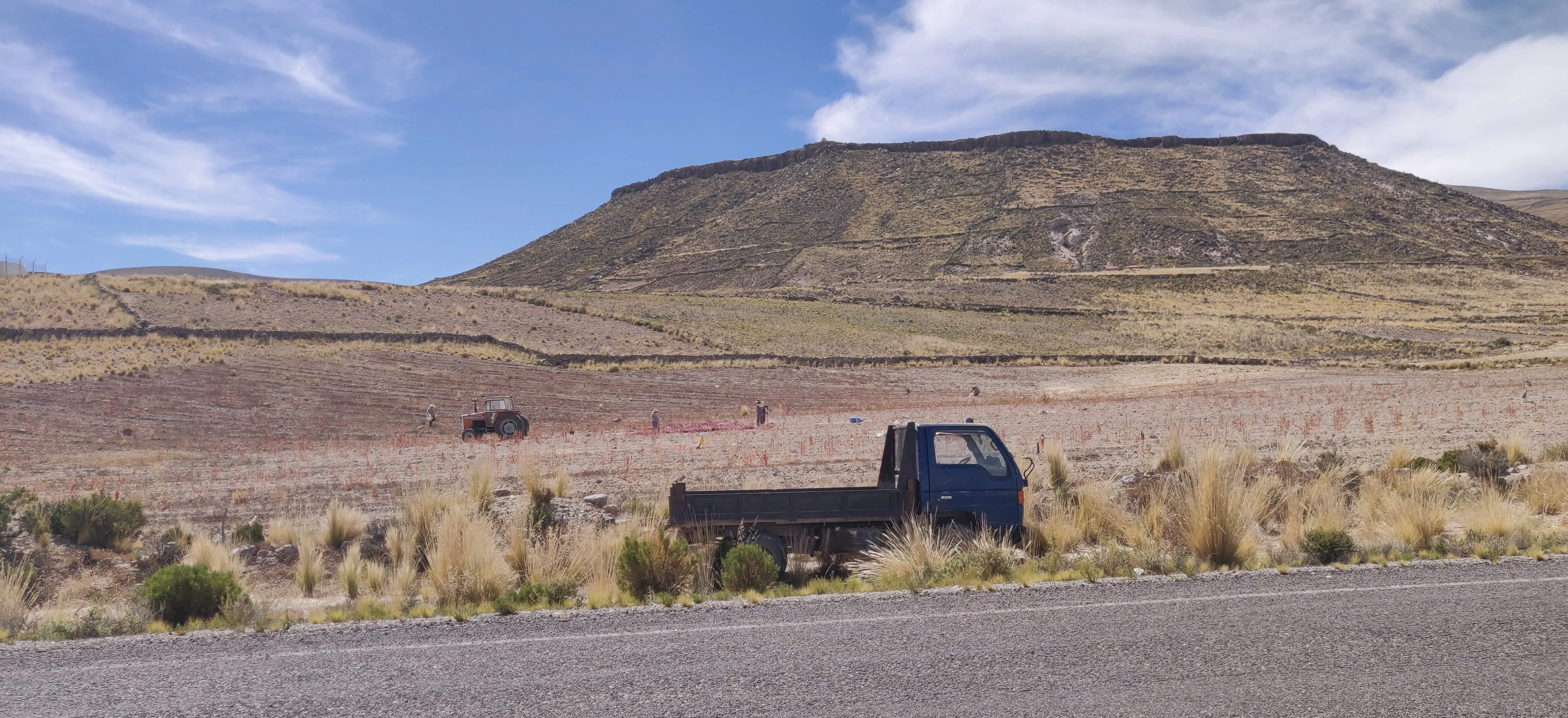 Quinoa growing in the Andean highlands of Peru or Bolivia
