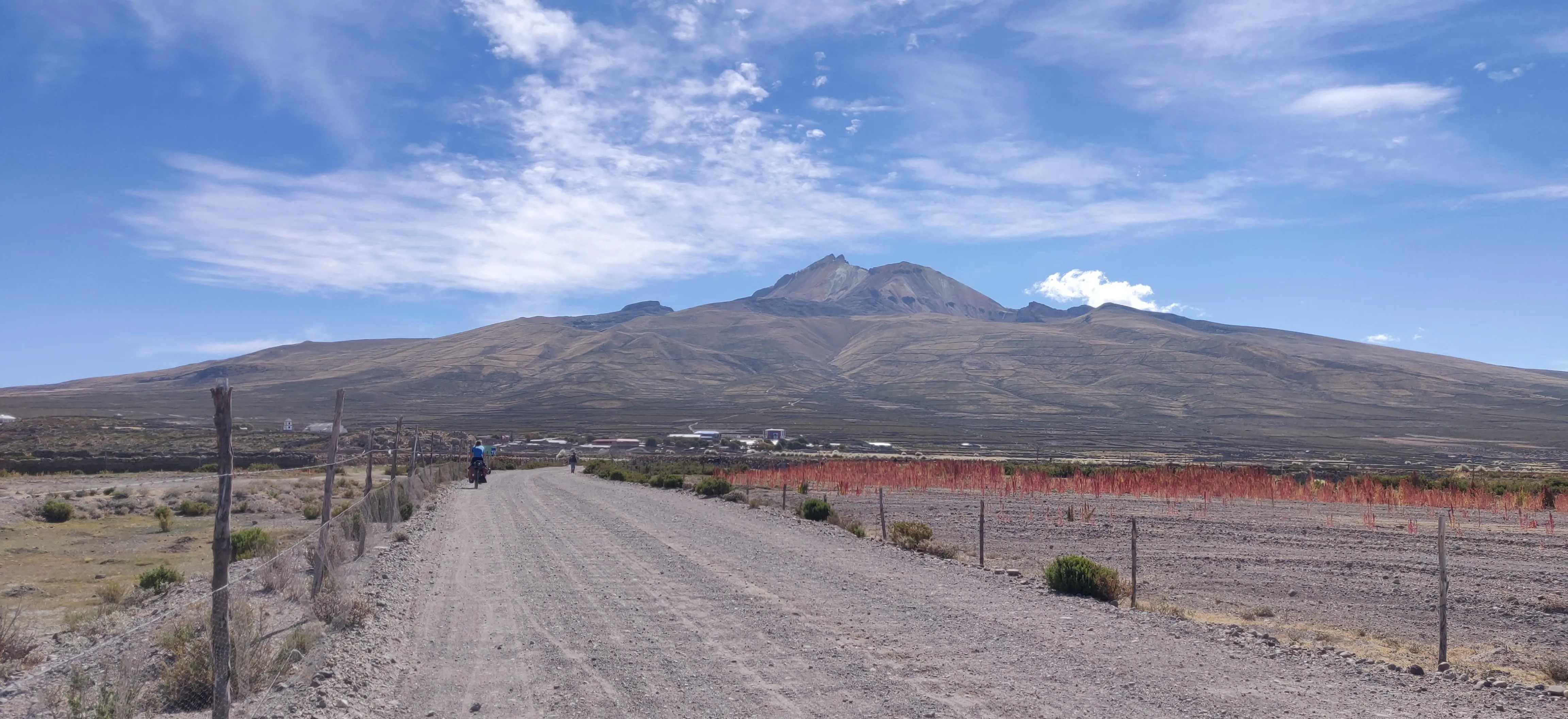 Quinoa growing in the Andean highlands of Peru or Bolivia