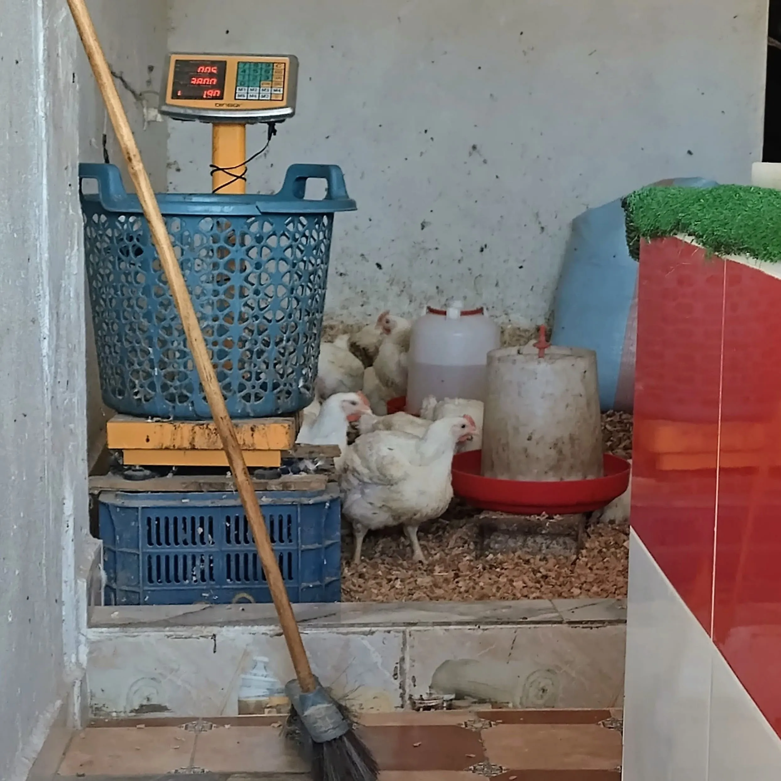 Inside a moroccan chicken shop
