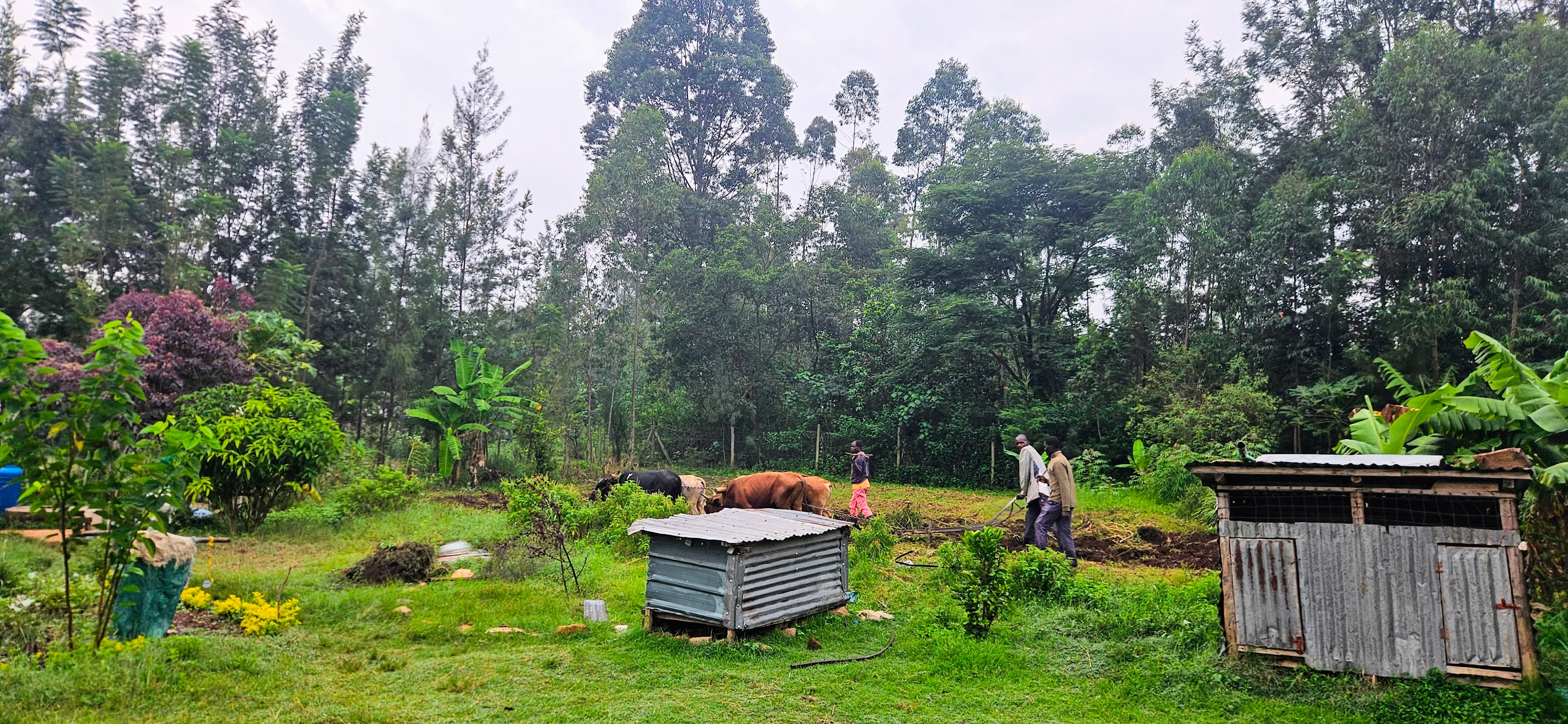Green Kenyan farm with cattle and people working the land