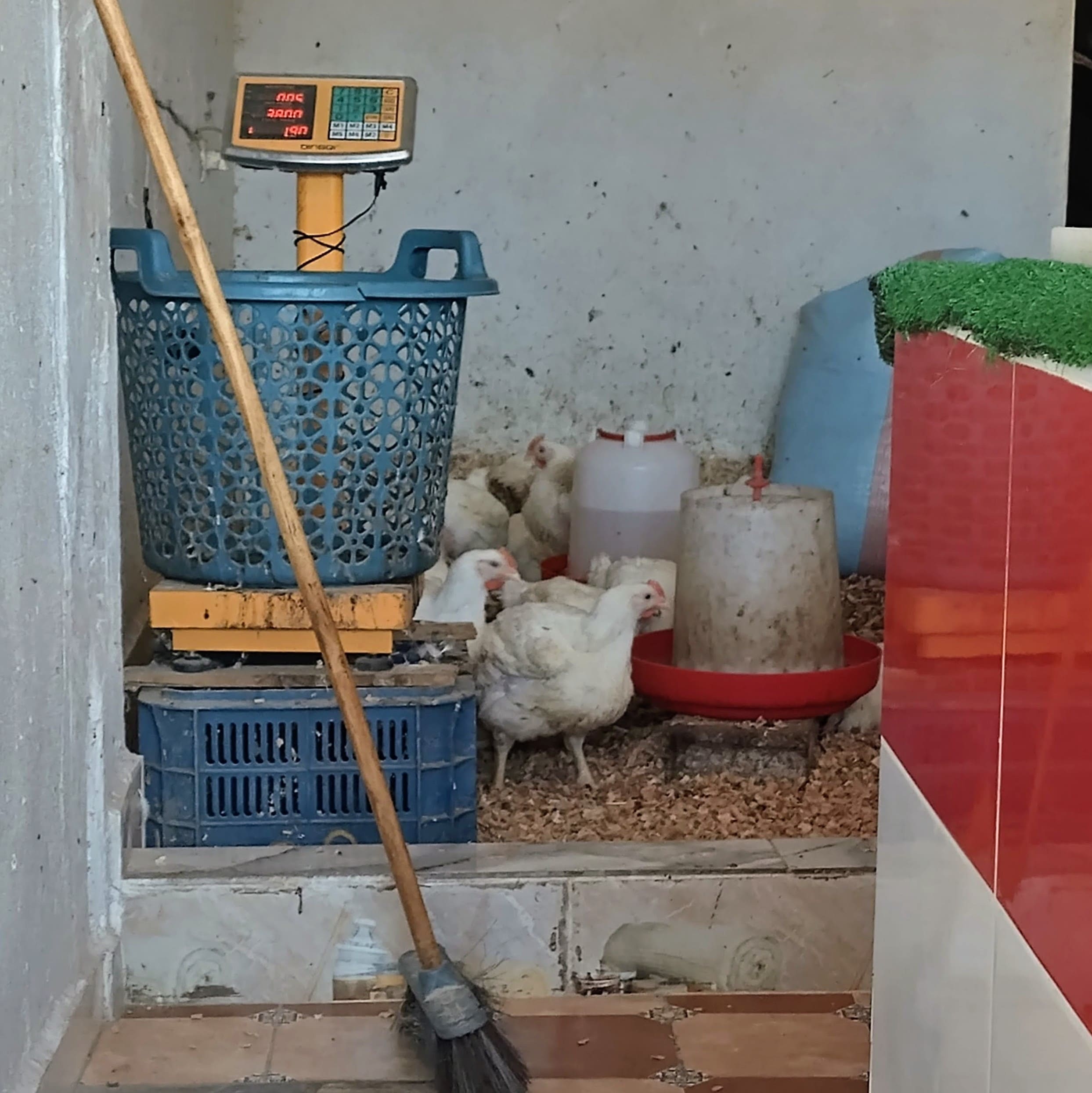 Inside a moroccan chicken shop